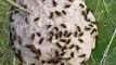 Ce nid de frelons asiatiques est impressionnant