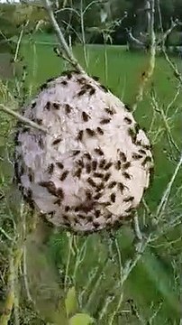 Ce nid de frelons asiatiques est impressionnant