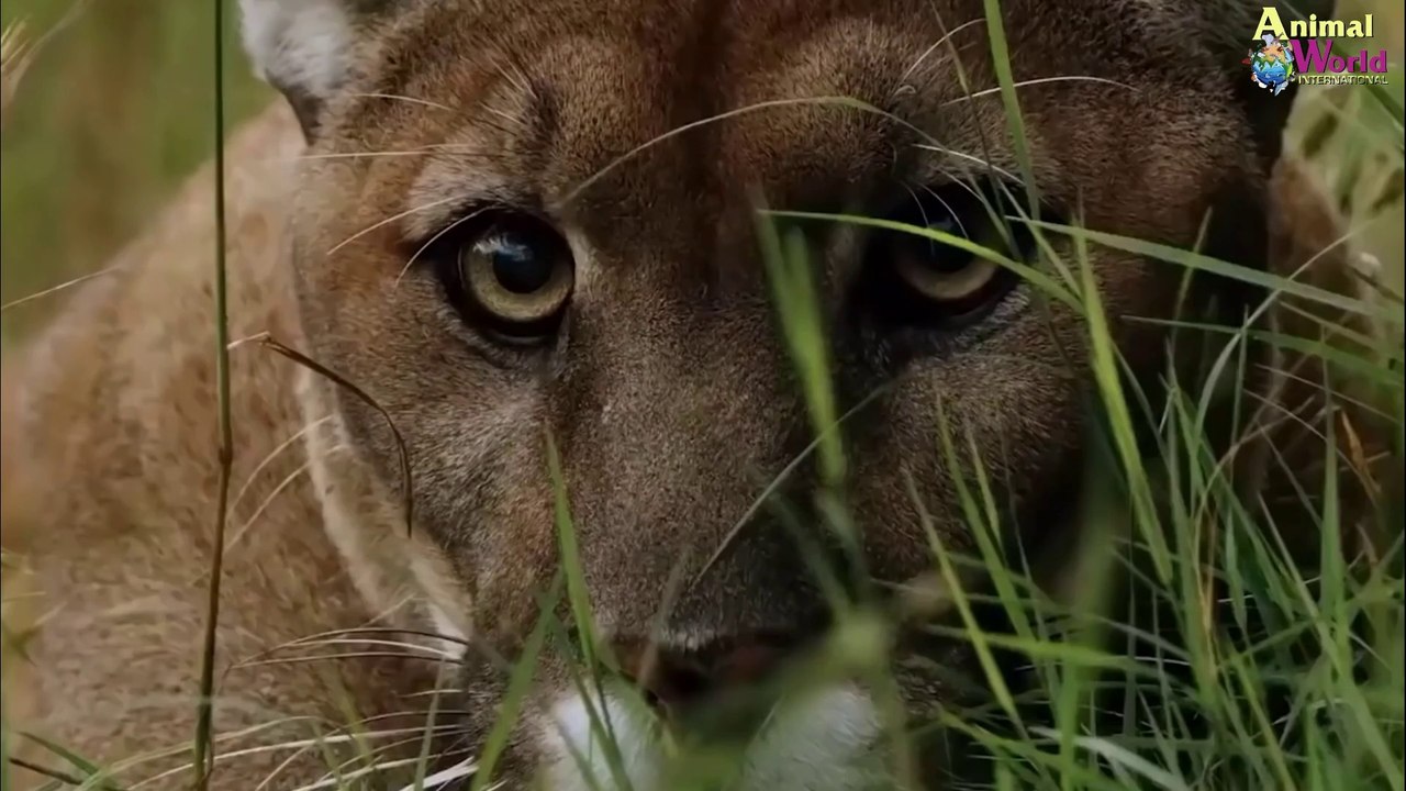 Thanks to the Super Strong Clogs, 3 Mountain Lions Bowing Their Head So Tragically - 3 times the hunting failed