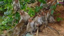 30 monkeys are so shocked by the Snake's strange shape - The Snake is so beautiful to watch