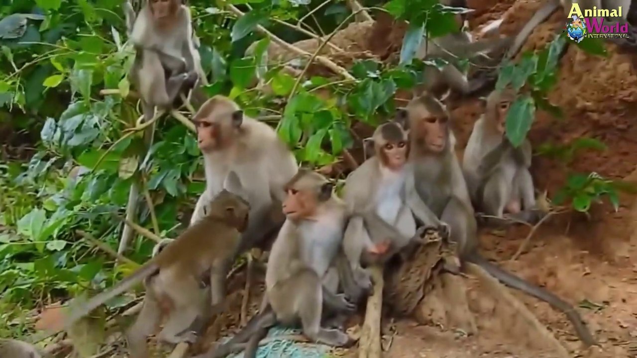 30 monkeys are so shocked by the Snake's strange shape - The Snake is so beautiful to watch