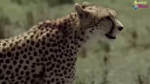 Survival of animals is so different 4 leopard and antelope - horns want to take off their pants