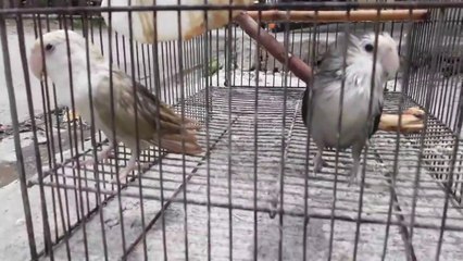 African LoveBird Bath Time