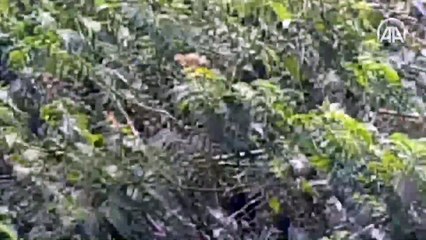 Etiyopya'da çöl çekirgeleri tarlaları istila etti