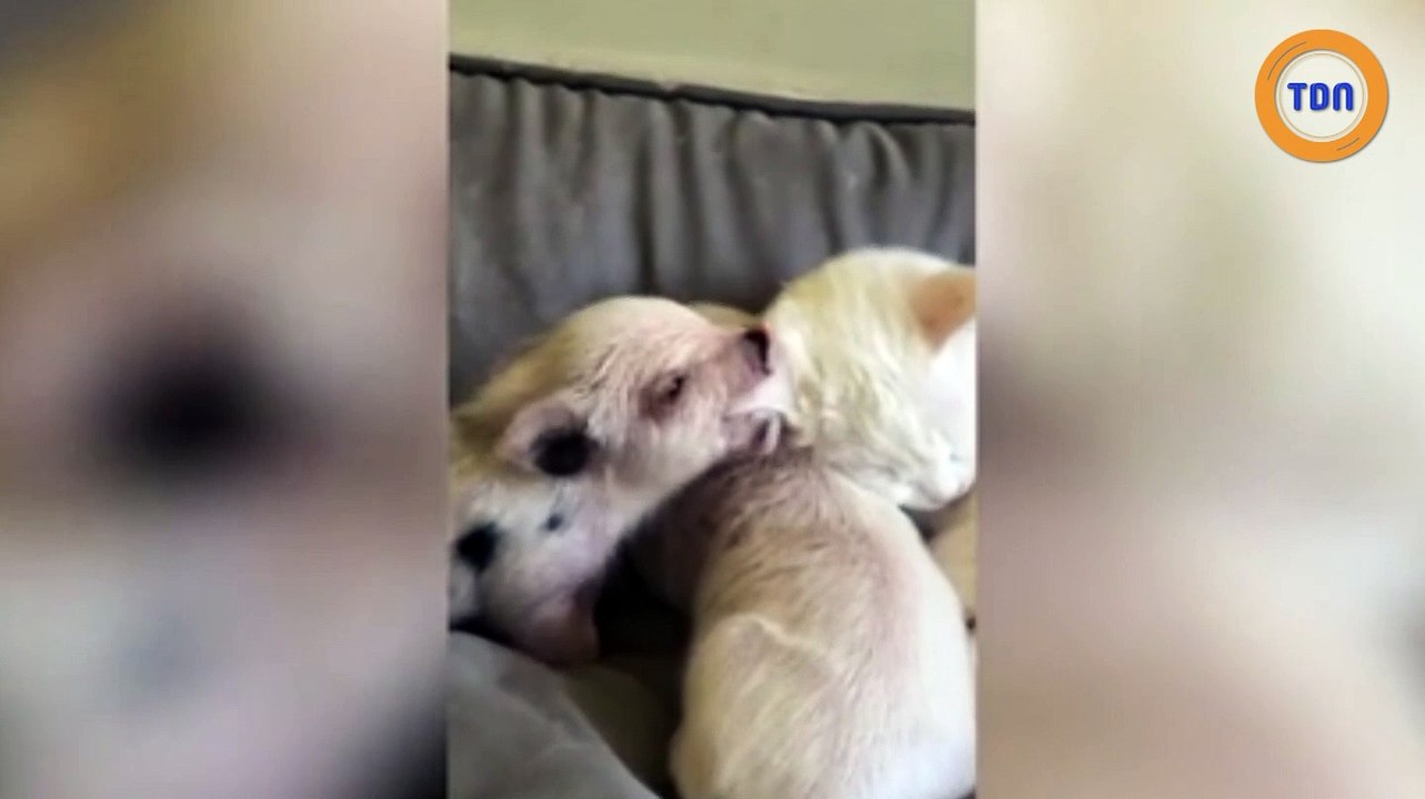 Un chat a adopté 3 bébés porcelets