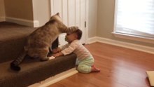 Baby and Cat Fun and Fails - Funny Baby Video