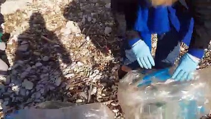 Calanques propres: ramassage de dechets à Sausset