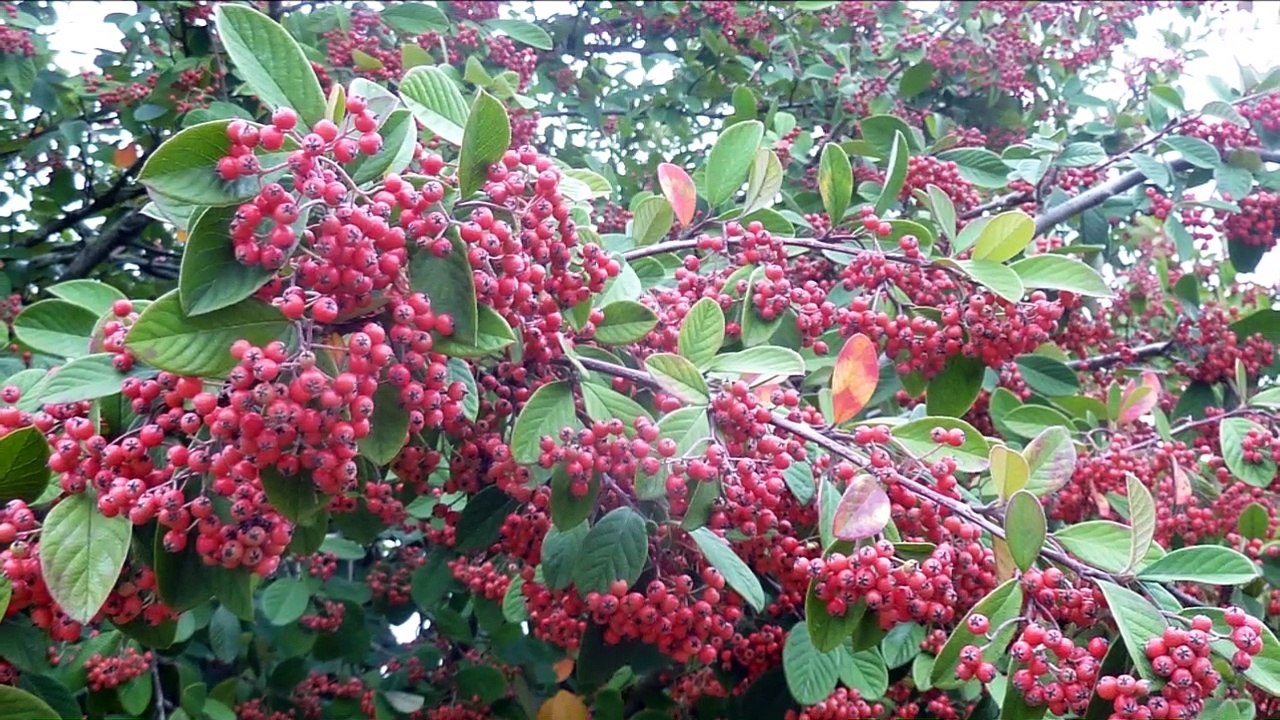2020-10-MARAIS DE BOURGES