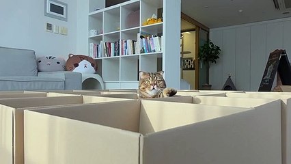 Cats playing in the Boxes