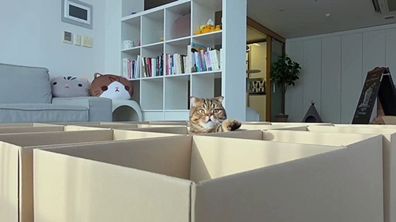 Cats playing in the Boxes