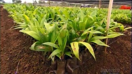 How Its Made - 524 Hearts of Palm