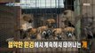 [HOT] 200 neglected dogs, 실화탐사대 20201017