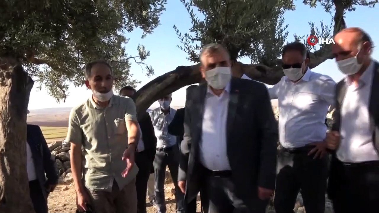 Şanlıurfa'da bin 350 yıllık zeytin ağacı bulundu