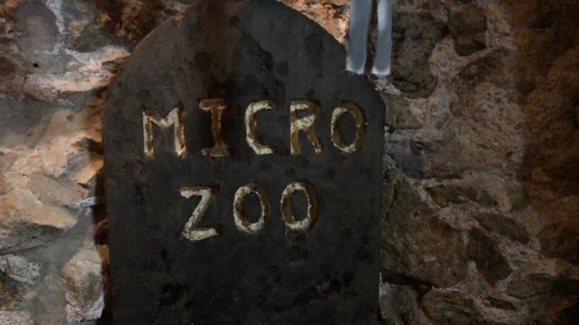 Le micro-zoo est aux couleurs d’Halloween