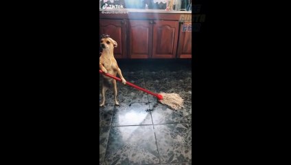 Los MEJORES videos de TIK TOK 2020 (mira sin reirte) PODRAS??