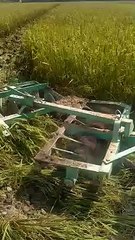 उचित दाम न मिलने पर किसान ने अपनी तैयार फसल जोत दी