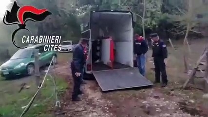 Palermo - Liberati daini ingabbiati in un'azienda zootecnica (17.10.20)