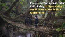 India has bridges made out of living trees