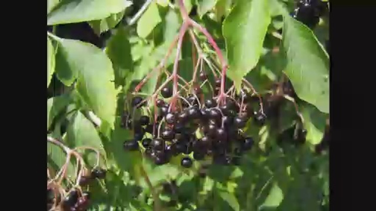 Sabugueiro ( Sambucus nigra ) serve para tratar gripe e resfriado