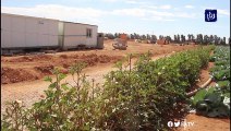 مزارعو المفرق تلف المحاصيل بسبب الحظر الشامل ليومين