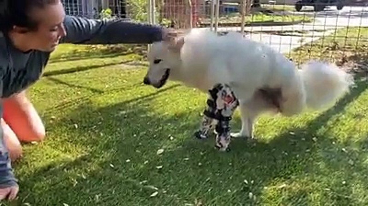 the most adorable puppies on the planet