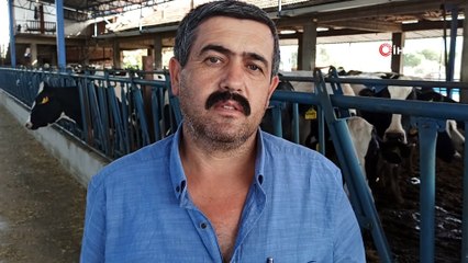 Süt fiyatı memnun etmedi, üreticiler dertli