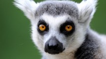 Eagle-Eyed 5-Year-Old Helps Cops Nab Ring-Tailed Lemur Thief