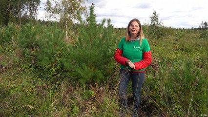 حماية البيئة كمهمة