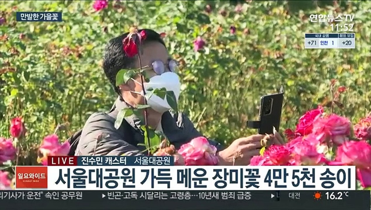 거리두기 1단계 첫 휴일…가을 장미꽃 힐링