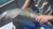 Ces pecheurs sauvent un bébé dauphin coincé dans un sac plastique, il les remercie à sa façon