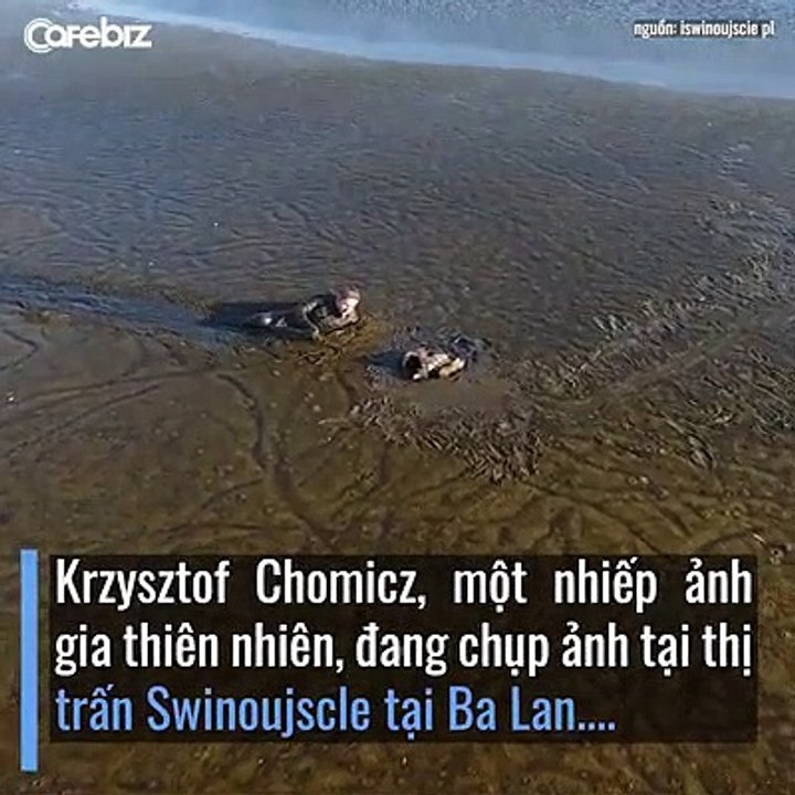 the man saved the eagle from the swamp