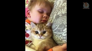 Happy Cats Compilation - Cutest Cats   - Cute Kittens    #Cats #Cute #Pets #kitten #kittens