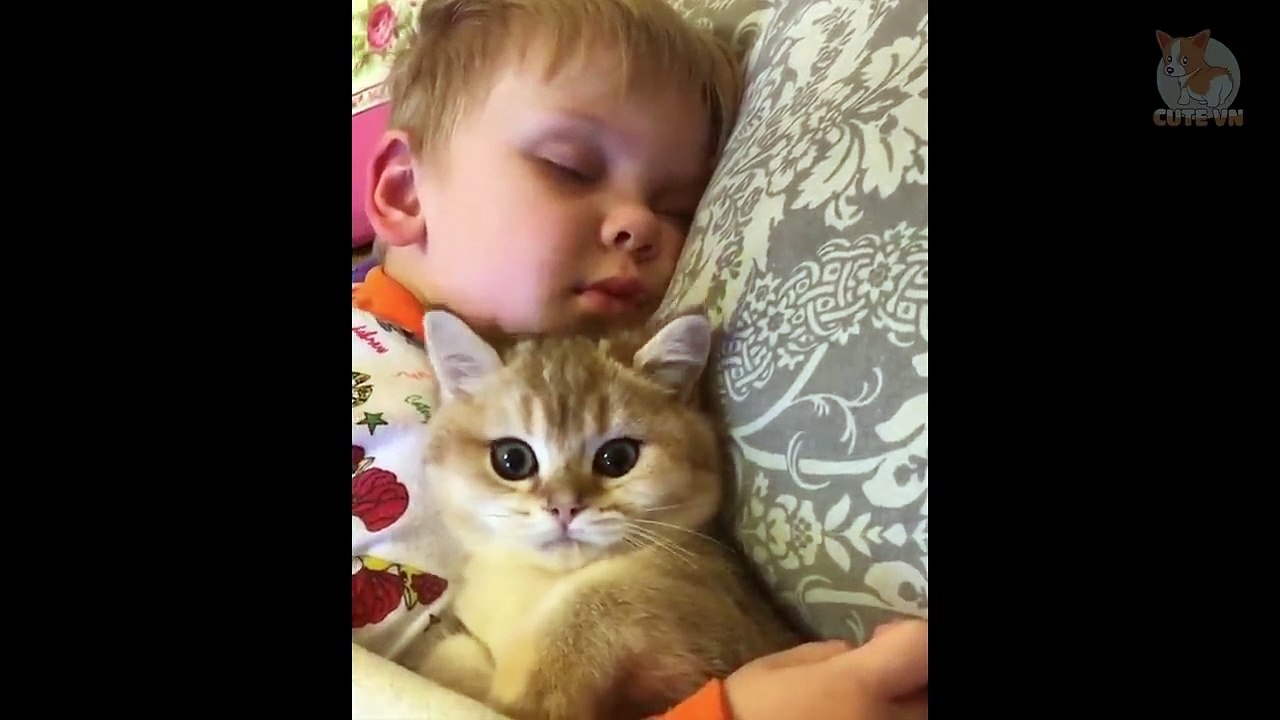 Happy Cats Compilation - Cutest Cats   - Cute Kittens    #Cats #Cute #Pets #kitten #kittens