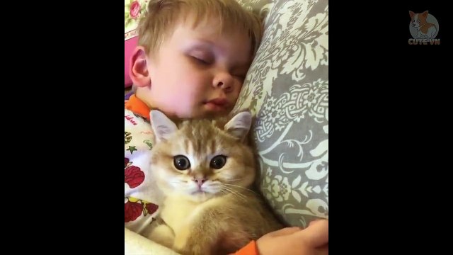 Happy Cats Compilation - Cutest Cats - Cute Kittens #Cats #Cute #Pets #kitten #kittens
