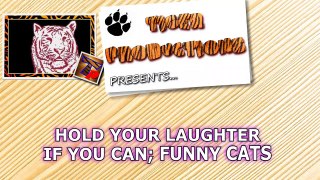 Funny CATS COMPILATION - HOLD YOUR LAUGH IF YOU CAN