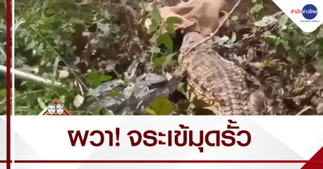 ผวา! จระเข้ยาว 3 เมตร มุดรั้วหวังกินไก่ในเล้าชาวบ้าน