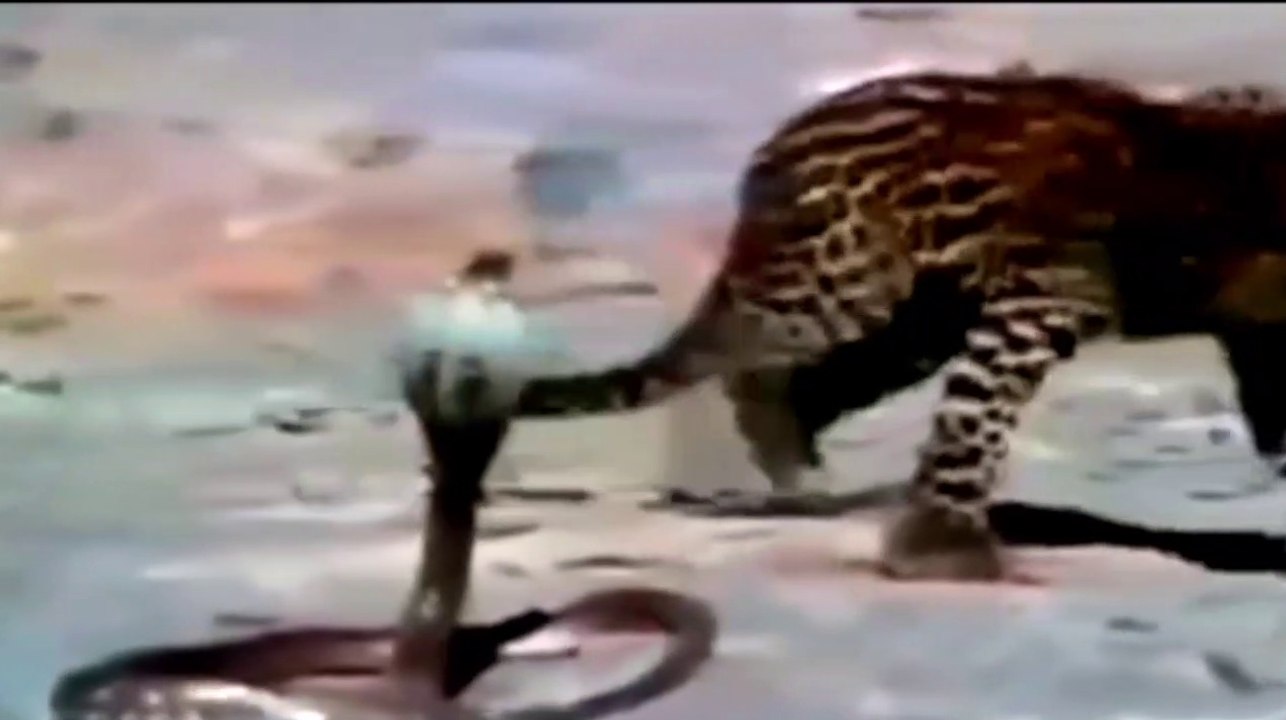 The great battle of snack v/s tiger