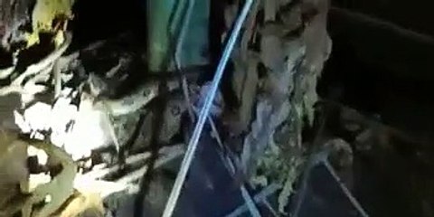 6 फीट लंबा अजगर पपीते के खेत में घुसा