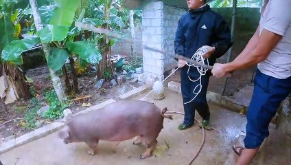 Xem cán bộ bắt con lợn bản siêu nạc về làm thịt