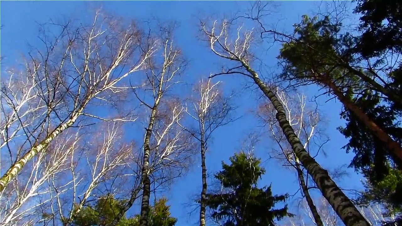 ЗВУКИ МОВИ ТА ЗВУКИ МОВЛЕННЯ | УКРАЇНСЬКА МОВА 5 КЛАС