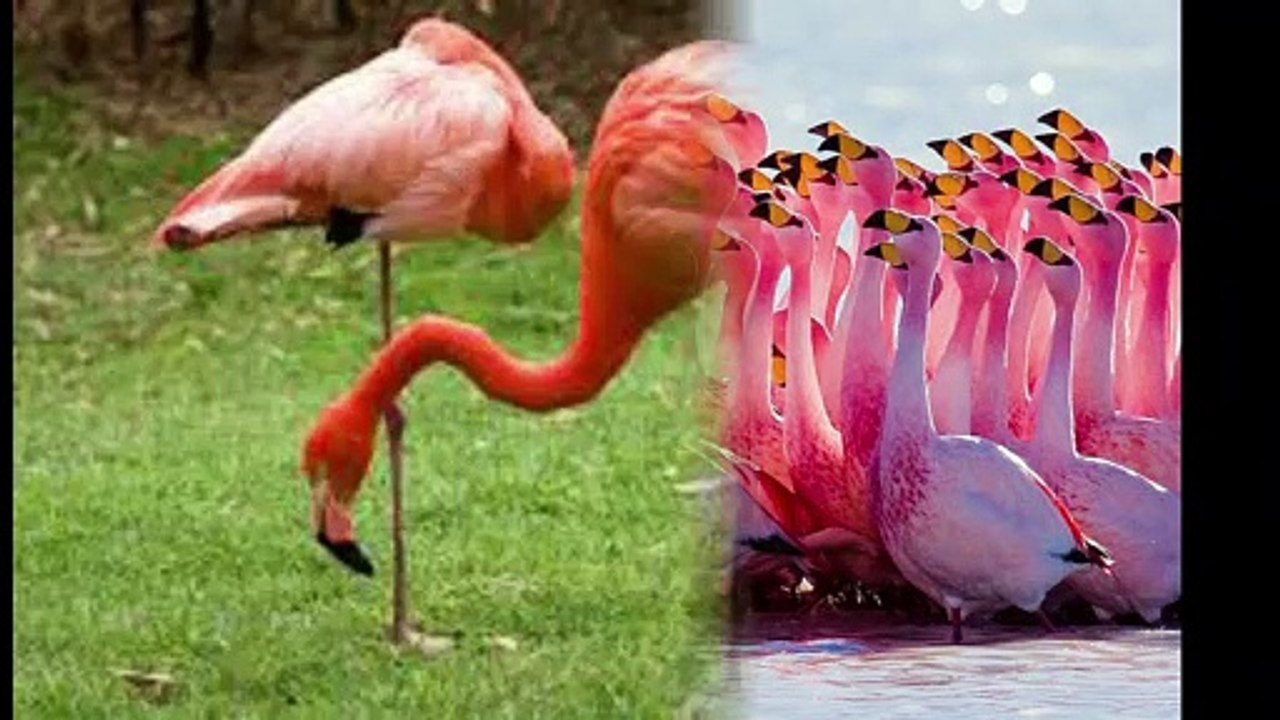 Canto do pássaro Flamingos