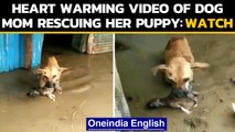 Karnataka: Female dog shifts her puppy to a safer location in flood affected area|Oneindia News