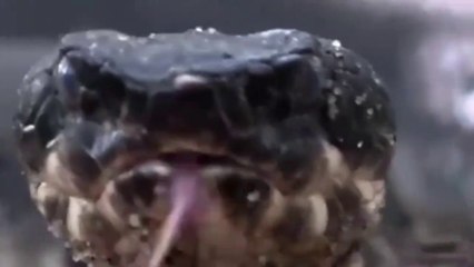 Tortoise eating the snack