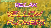 Relax Music with Yellow Flowers