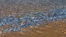 Aparecen miles de bocartes en la playa de Helgueras