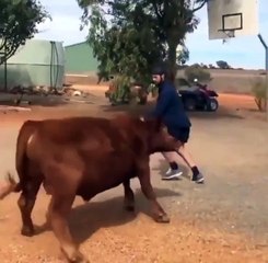 Basketball Playing With Cow