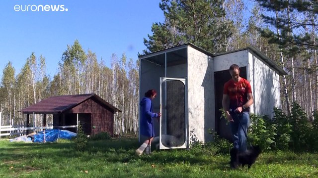 Лиса — друг человека: научный эксперимент в Новосибирске