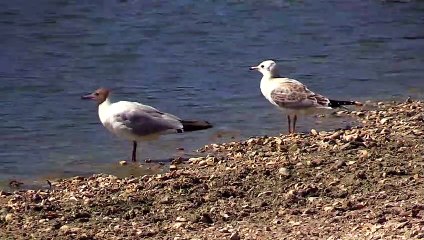 Seagull The Bird