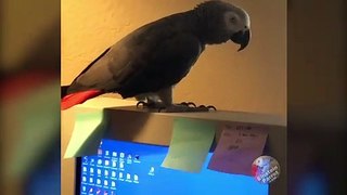 Parrot is lending a helpful beak in the office