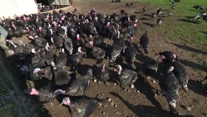 UK COVID-19 restrictions could mean a smaller turkey this Christmas